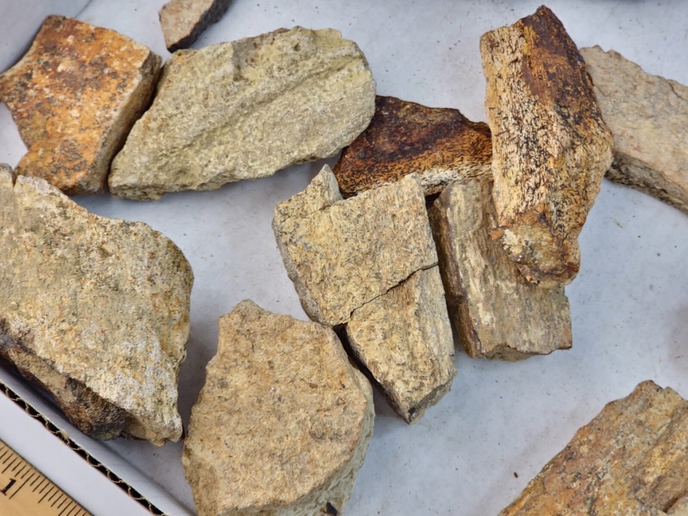 Lance Formation Dinosaur Bone Projects (Triceratops Frill?) - WY