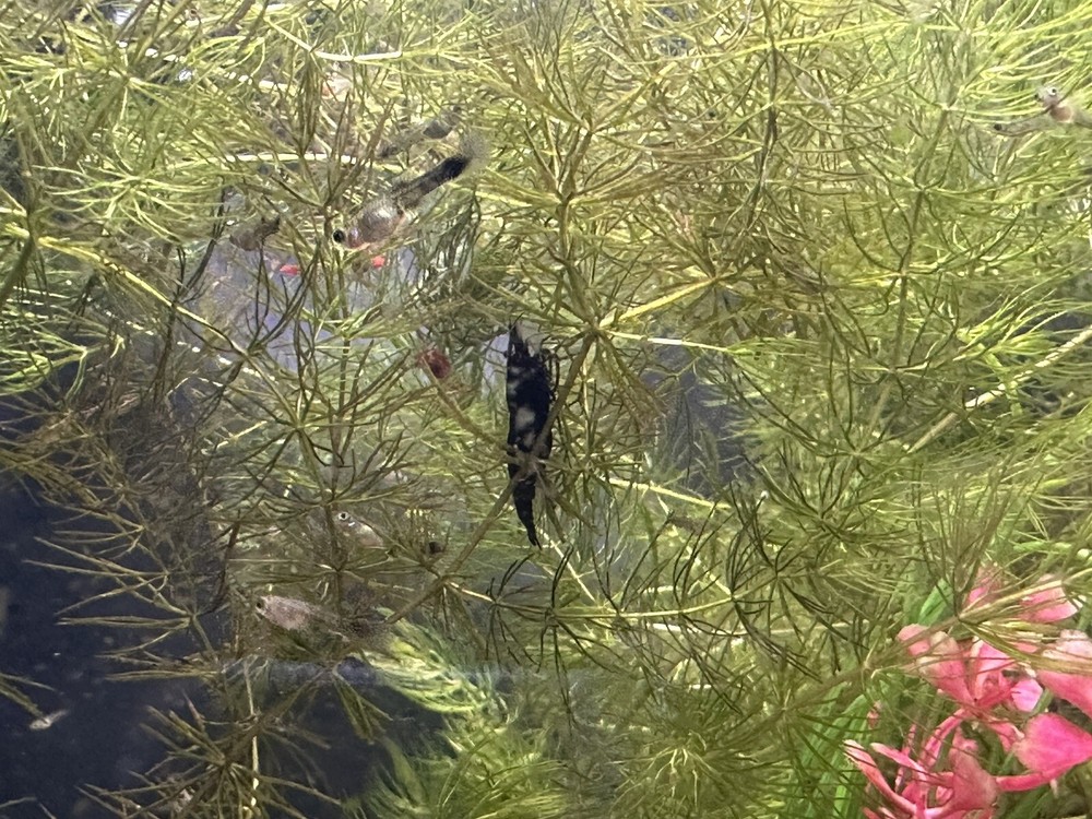 Hornwort Grass 4OZ