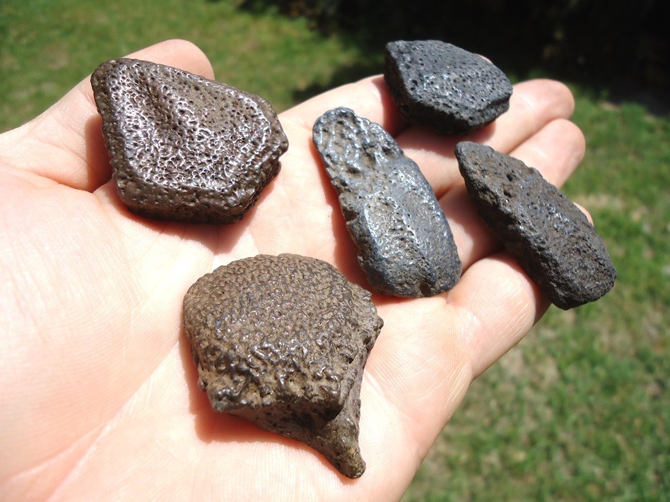 5 CHOICE GIANT ARMADILLO SCUTES OSTEODERMS FLORIDA FOSSILS EXTINCT ICE AGE BONES