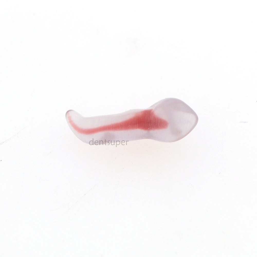Dental Endo Root Canal Teeth Model Practice Block for RCT Pulp Cavity Study, 3D