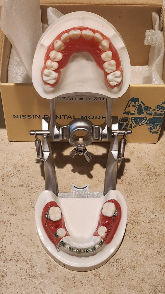 Dental typodont orthodontics model With teeth training practice system