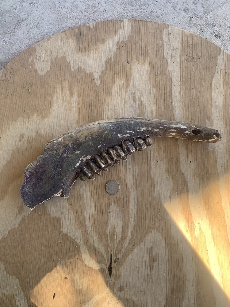 Fossilized Bison Jaw/teeth