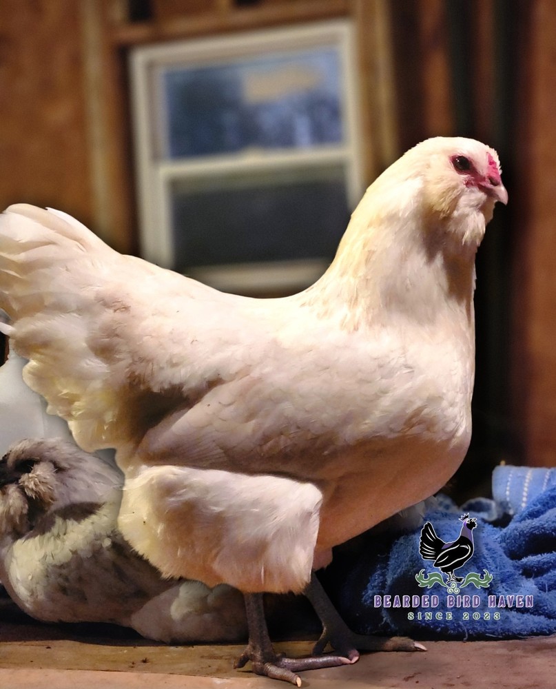 Easter Egger Hatching Eggs X6 (NPIP Certified: AI/PT Clean) + EXTRA