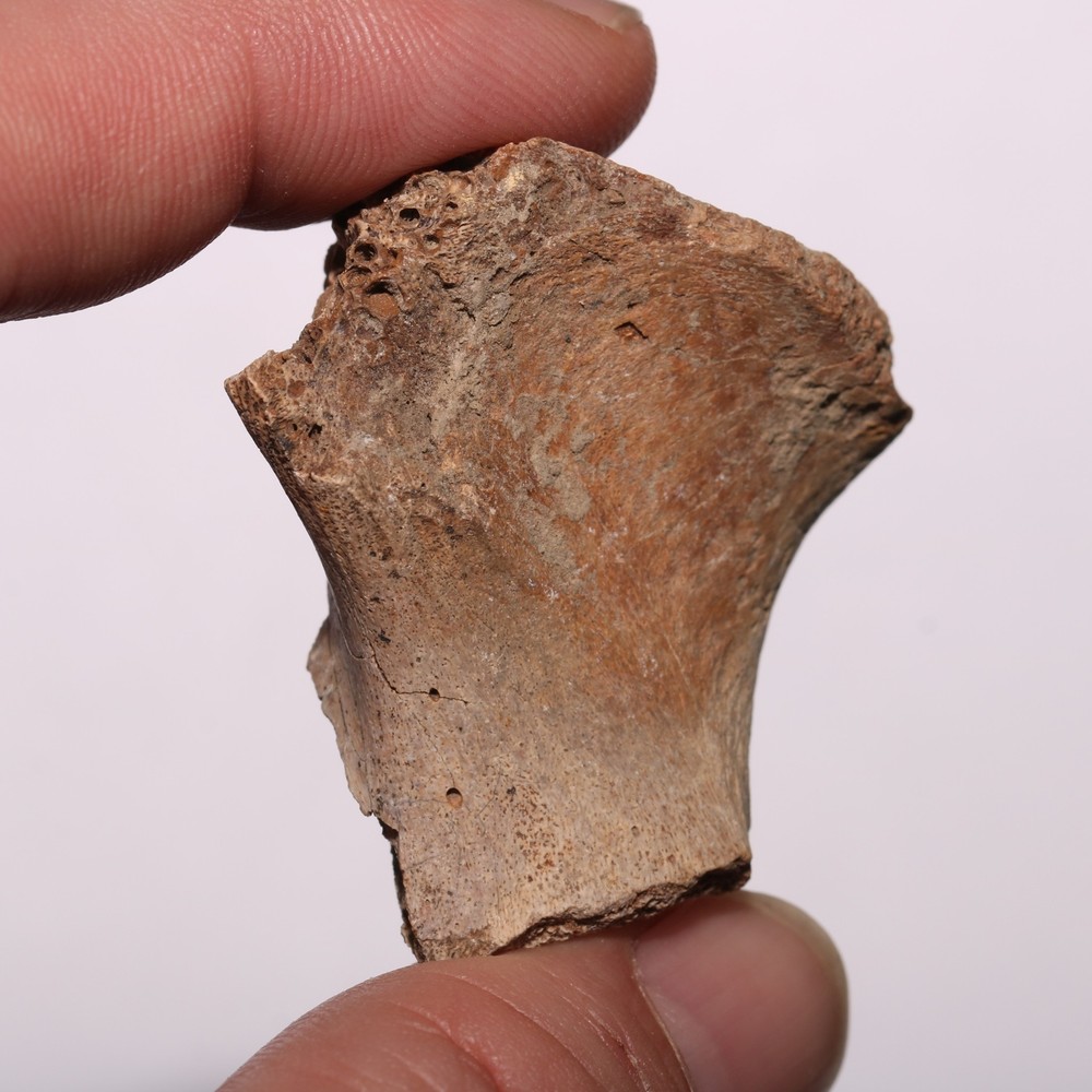Vertebra Process - Dinosaur Fossil Authentic Cretaceous Hell Creek Formation