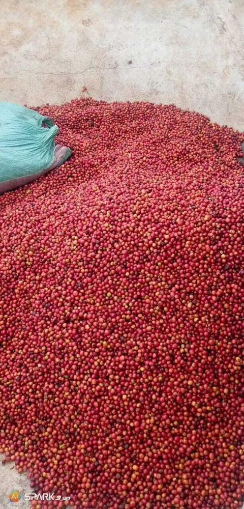 1Lb Kenya AA Coffee Superior Grade