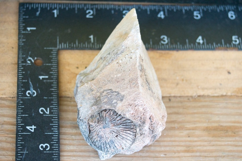 NE Oklahoma Fossil