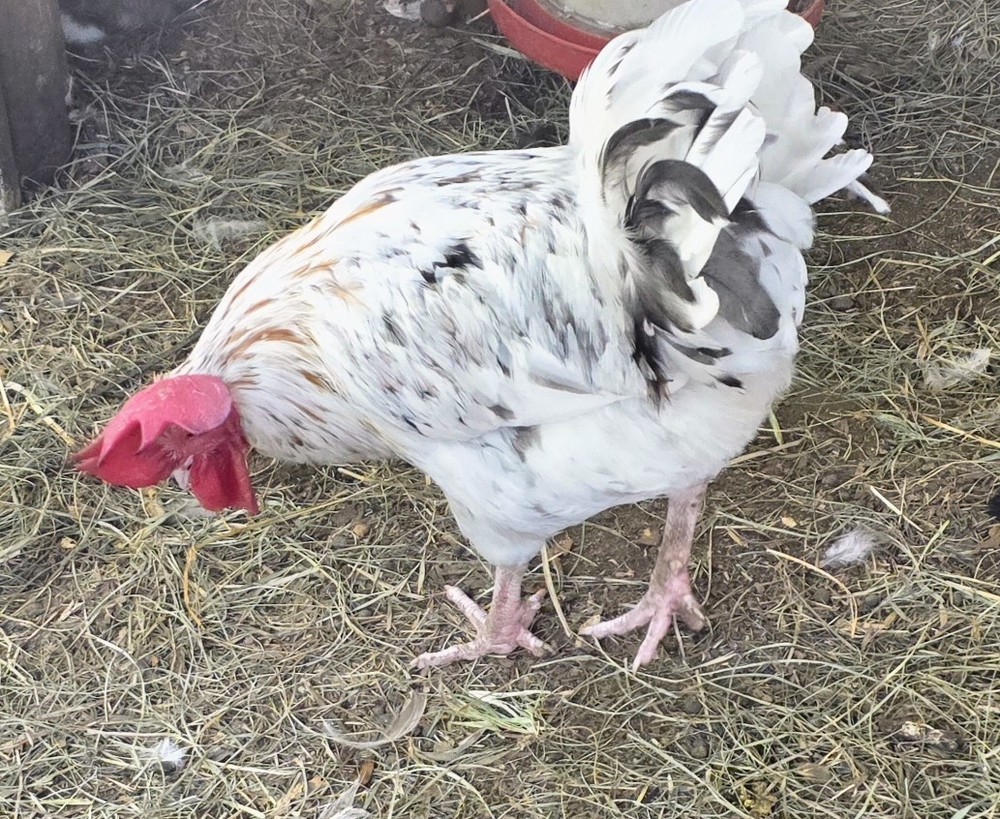 Hatching Maran Eggs 6+ (Splash,blue And Black Copper)