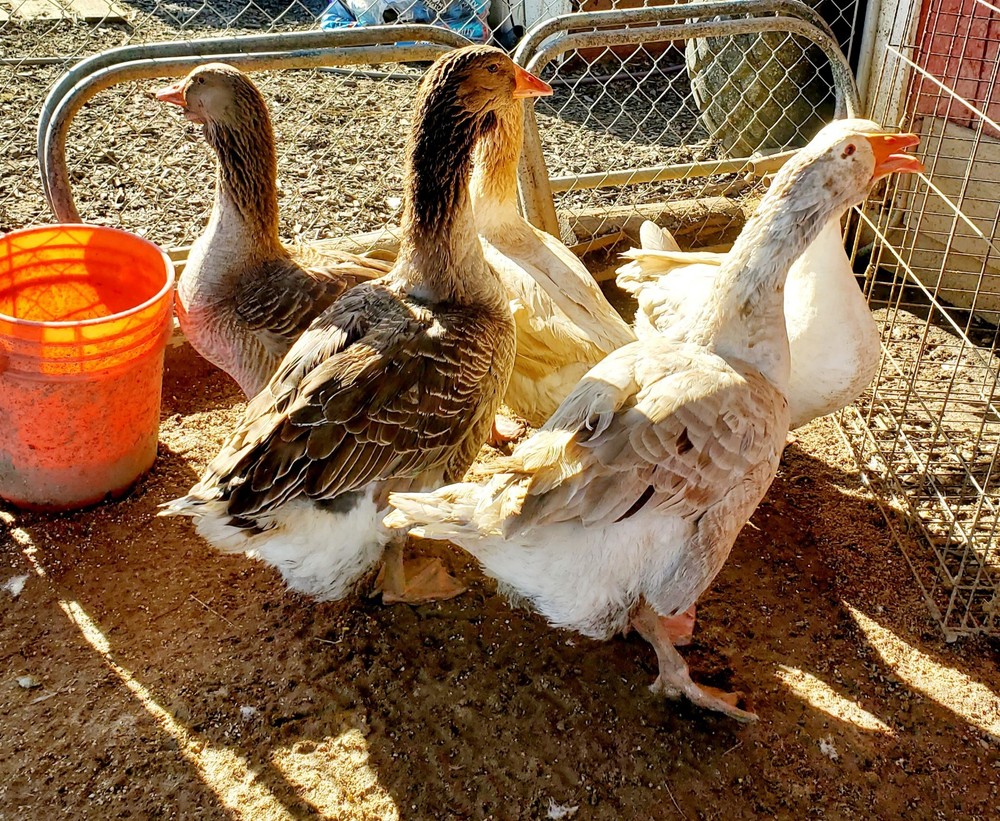 Giant Dewlap TOULOUSE Hatching Eggs 7