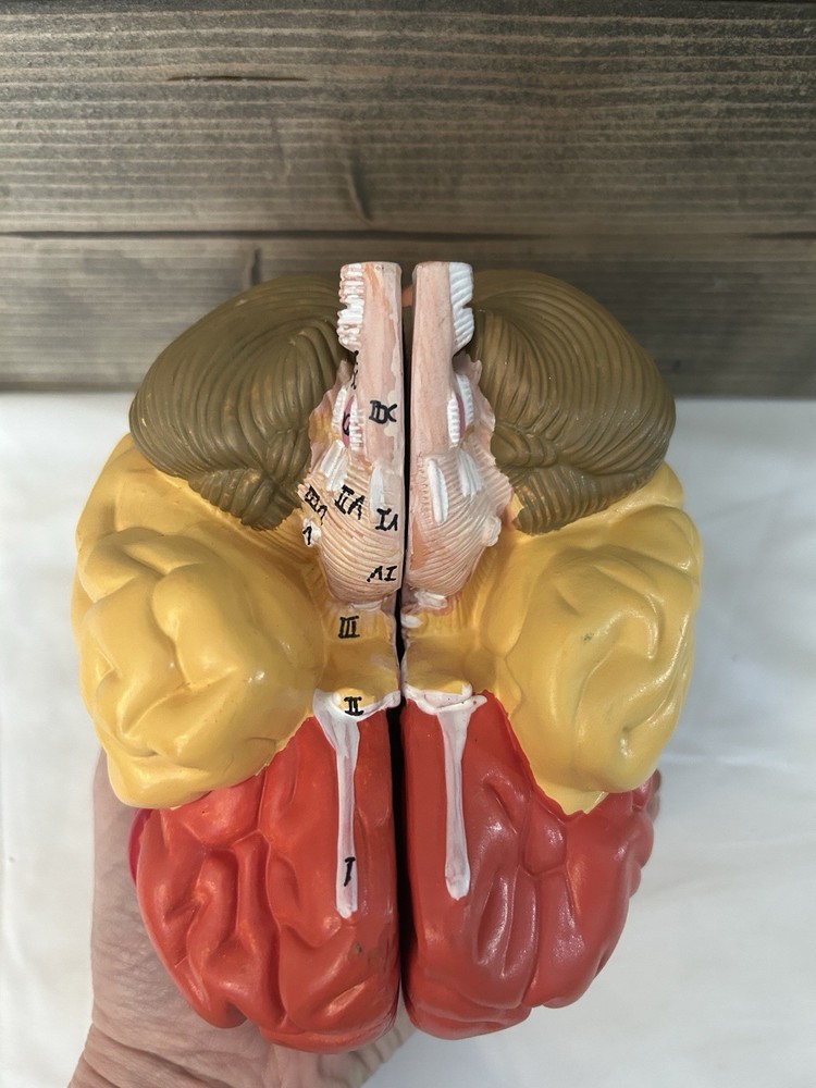 Teaching Model of Colorful Brain Structure Anatomy Model - Numbered Structure