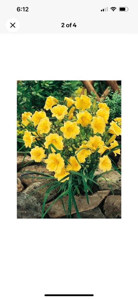 (30) Stella D'Oro Daylily Bare Roots
