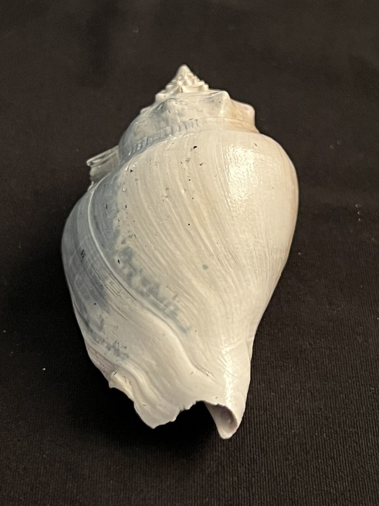 RARE Fossilized FIGHTING CONCH Shell From Central Florida.