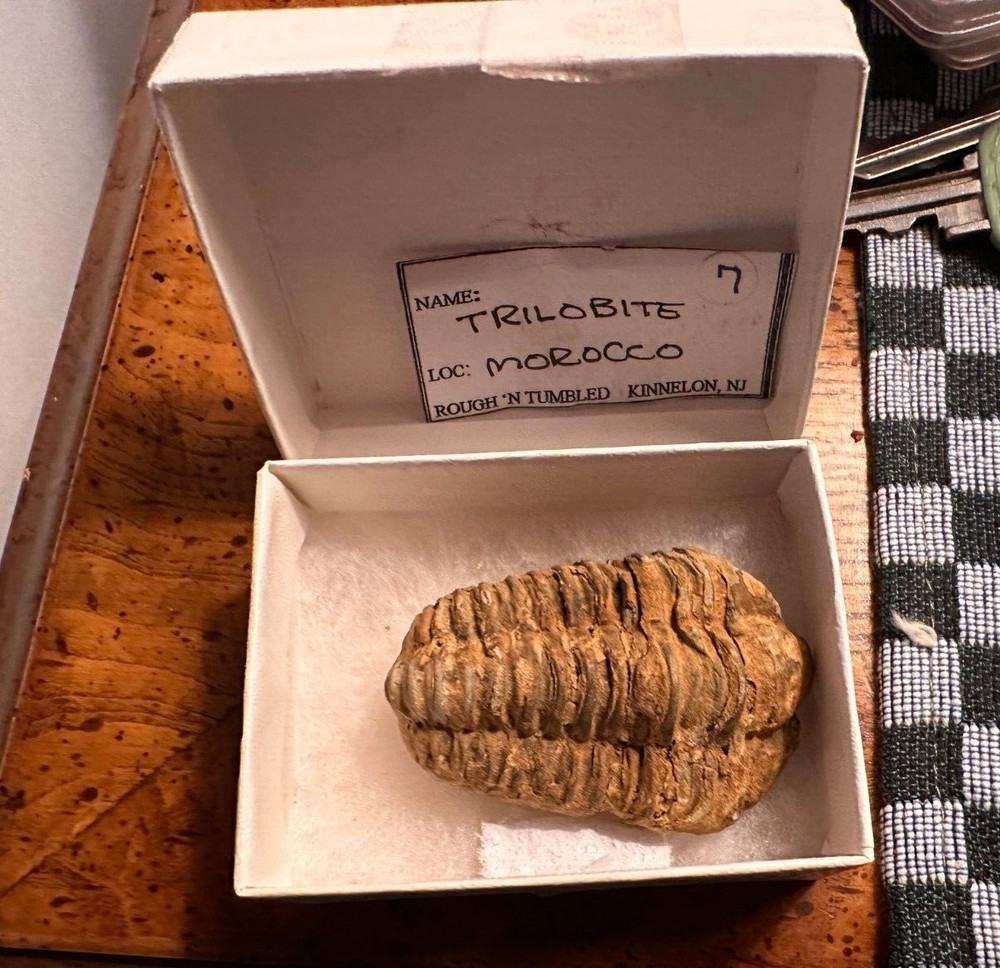 Fossil Trilobite from Morocco (D603FC8)