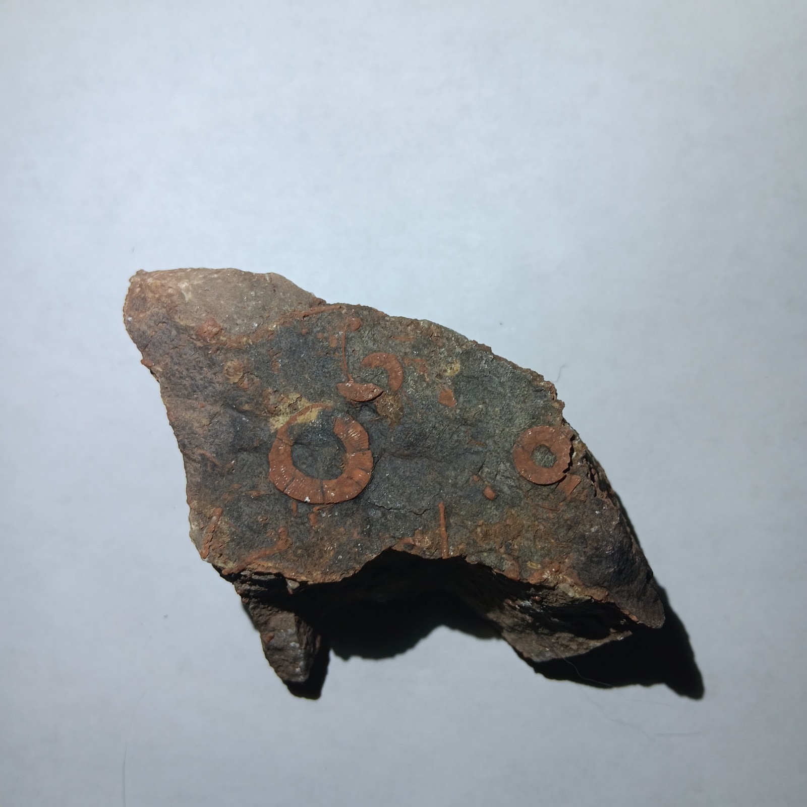 Rare Crinoid Fossil Stem Segments and Imprints,3 In, Miniturn Formation Colorado