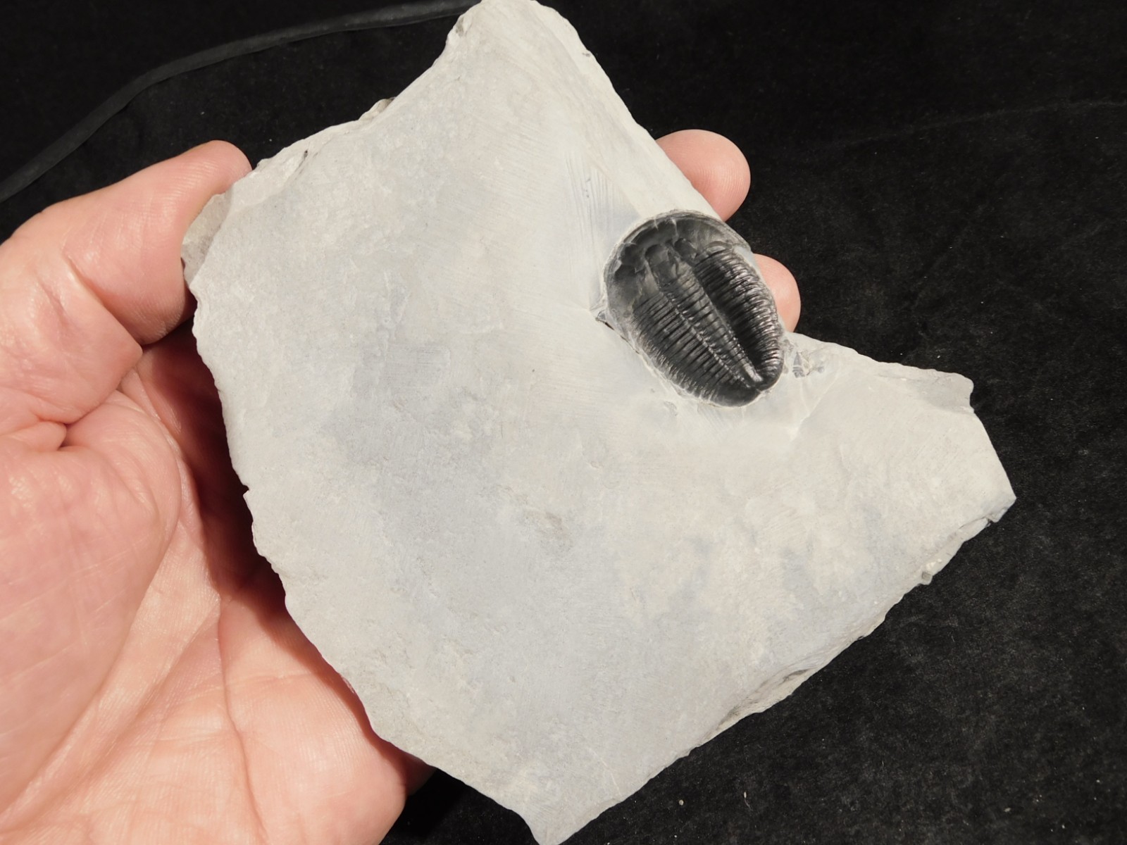 LARGER! NICE and 100% Natural TRILOBITE Fossil From Cambrian Utah 371gr *D