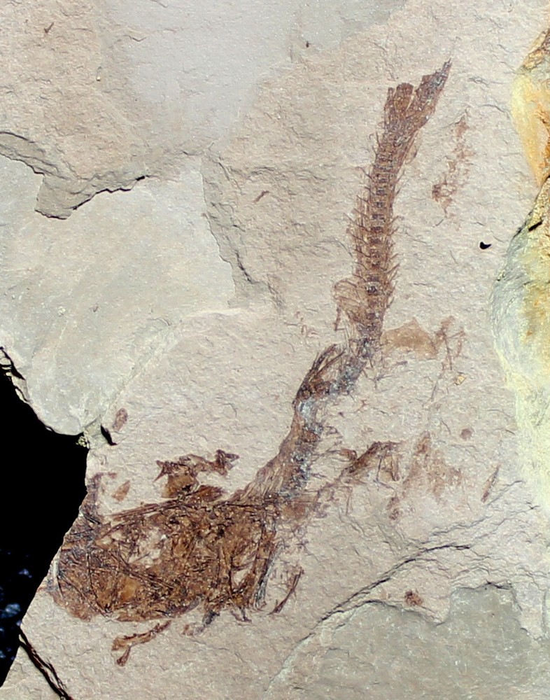 Oligocene fossil fish