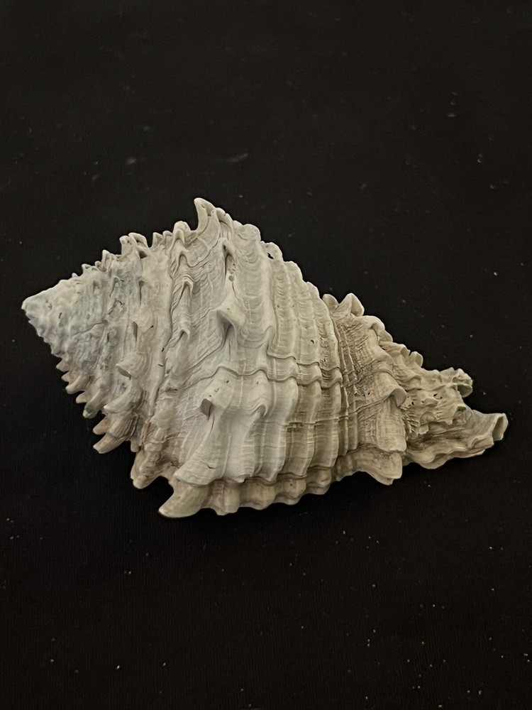 EXTINCT Fossilized VASE Shell From Central Florida & BONUS Shell.