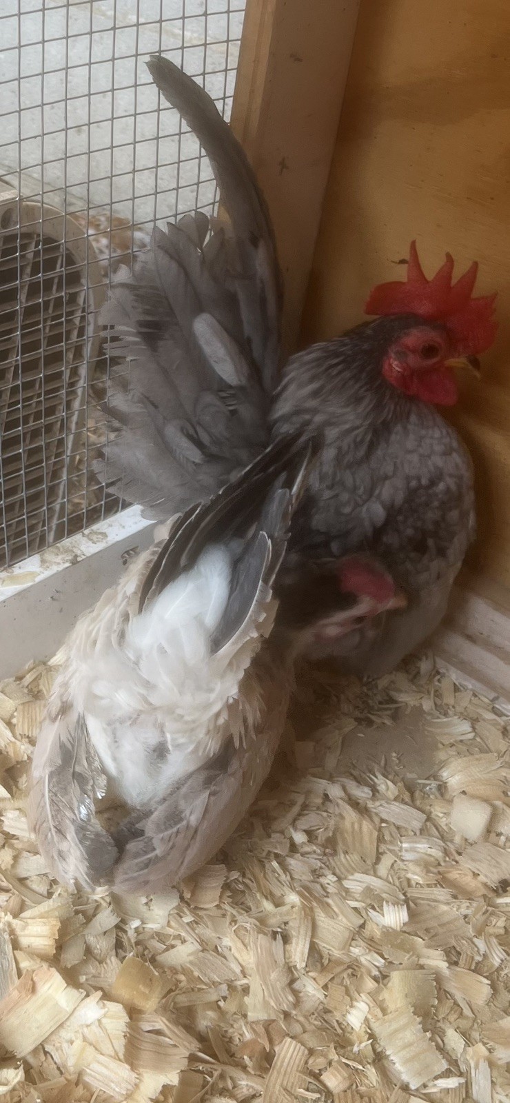 Small/Micro SERAMA Eggs One dozen Eggs