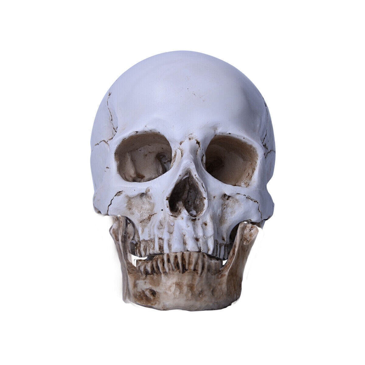 Resin Replica 1:1 Life Human Anatomy Skull Collectable Bar Decoration Teaching