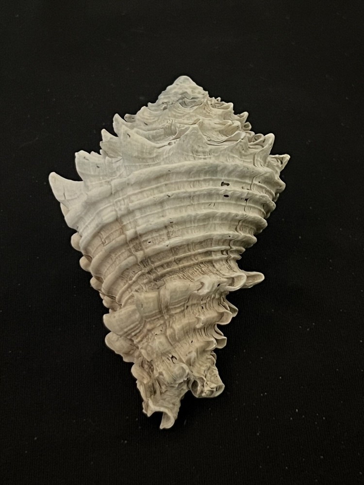 EXTINCT Fossilized VASE Shell From Central Florida & BONUS Shell.