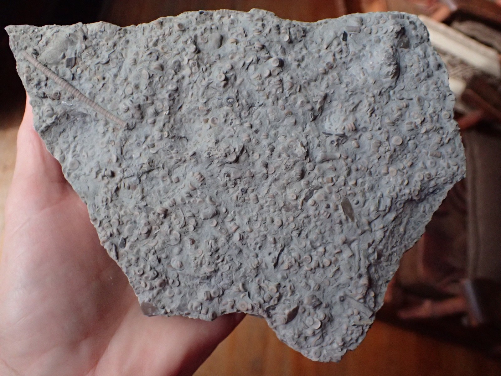 Crinoid Fossil Hash Plate KY Gift Specimen Collection Specimen Curio Display HP4