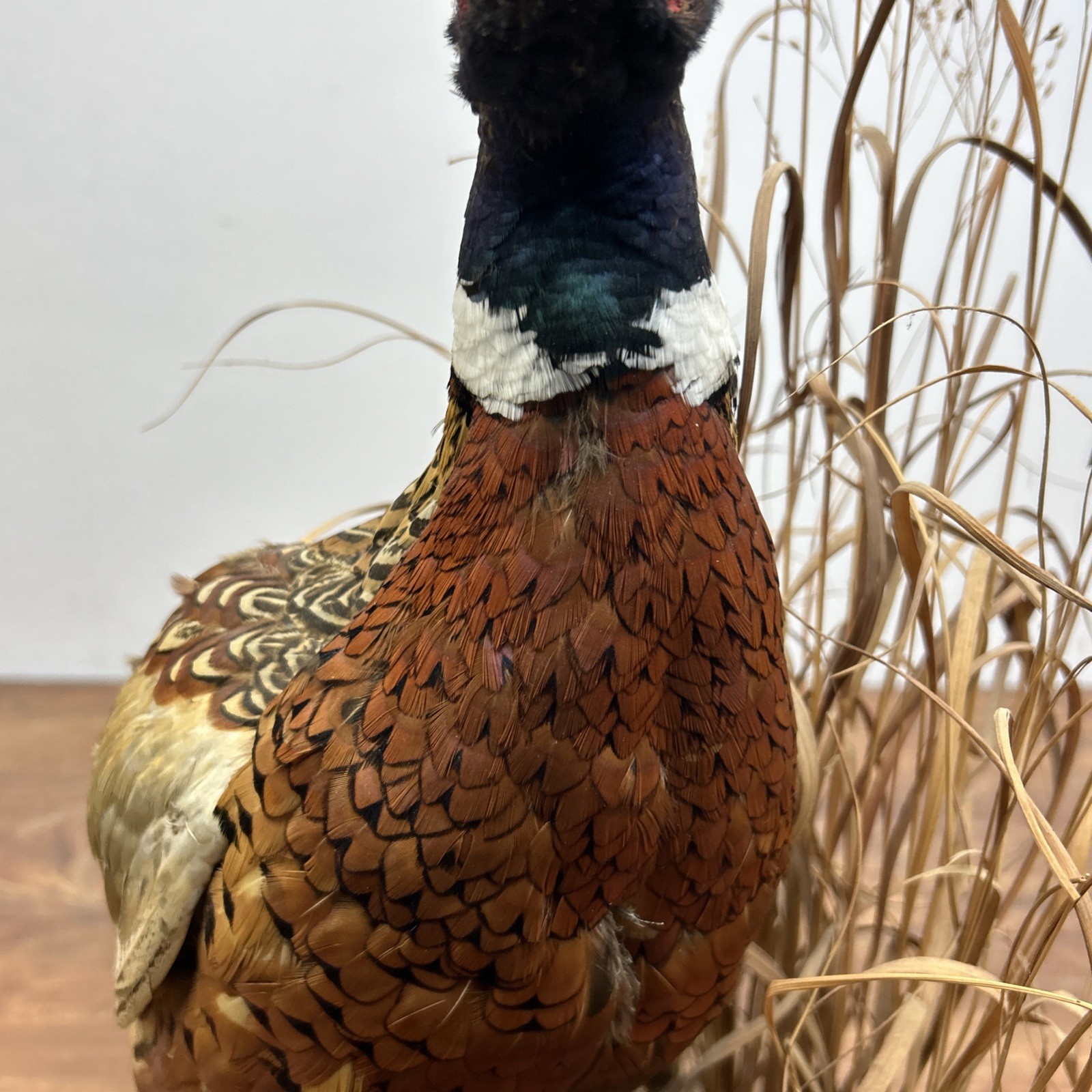Ringneck Rooster Pheasant Taxidermy Standing Mount Habitat Base Foliage
