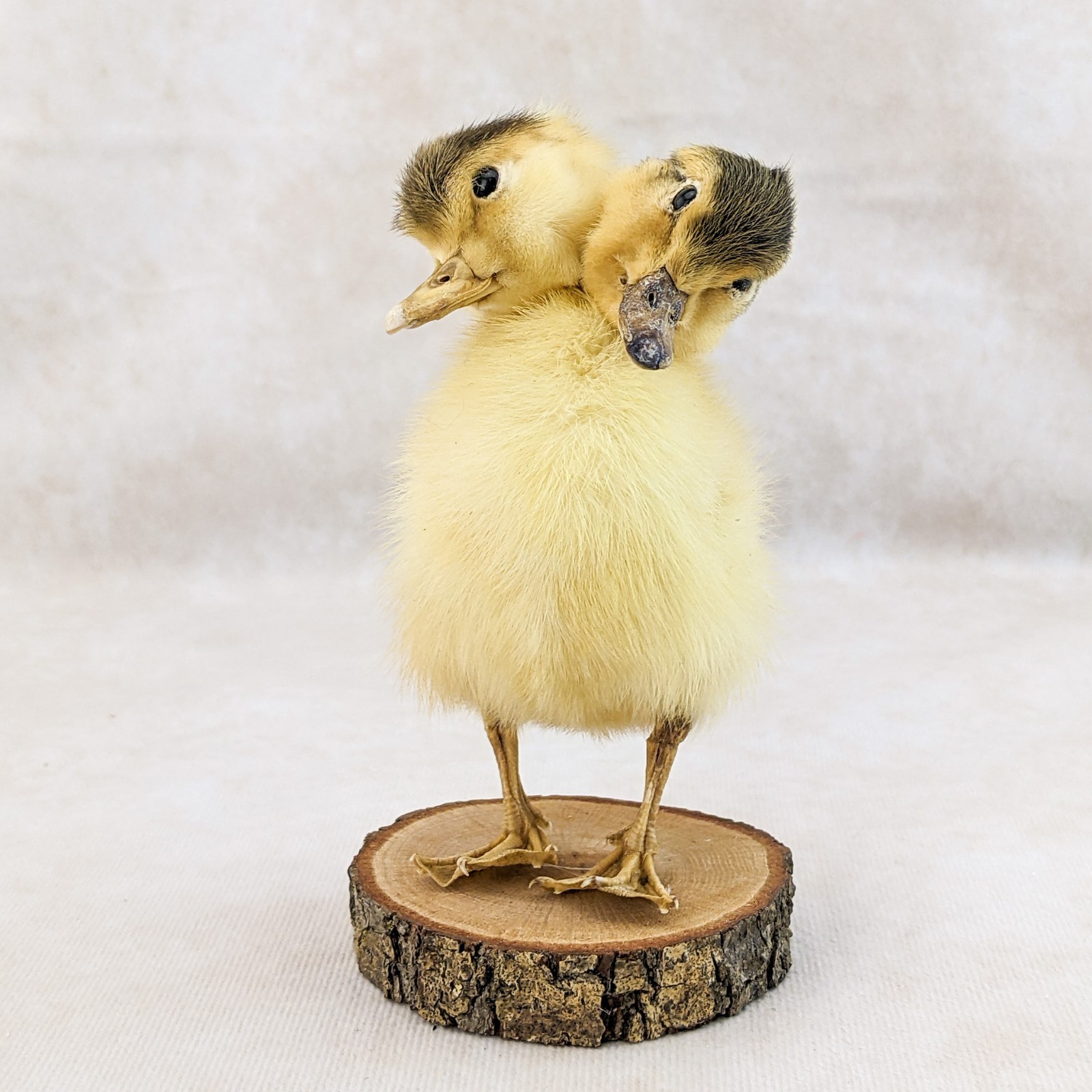 Two Headed Duck Duckling standing on wood species: Anas Platyrhynchos domesticus
