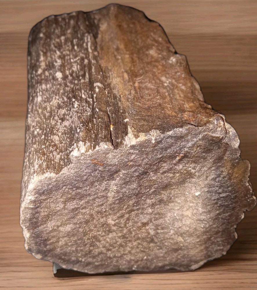 Petrified Wood Rough 1 lb