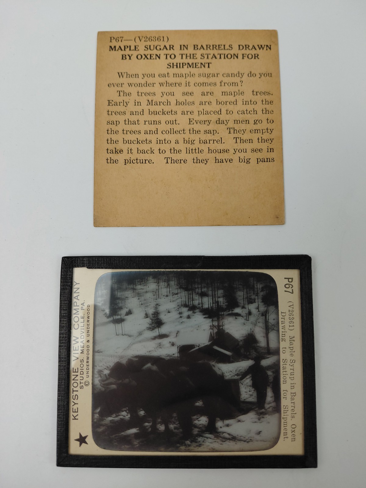 Magic Lantern Glass Slide Photo Keystone P67 Maple Syrup Oxen Ready For Shipment