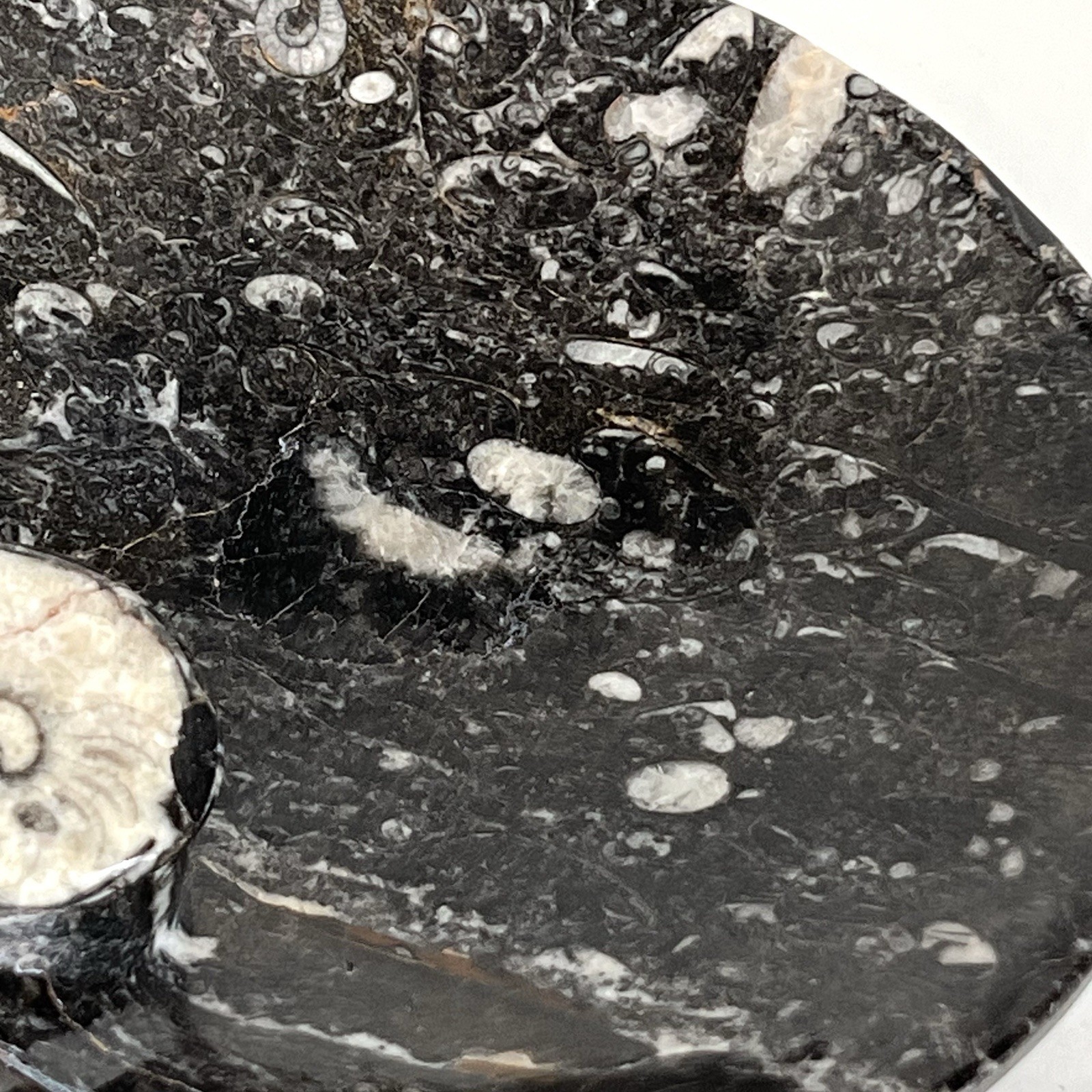 Hand Carved Ammonite Orthoceras Fossil Bowl Ashtray Trinket Jewelry Tray 7”