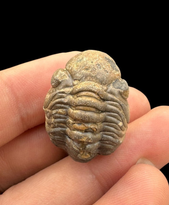 Lovely Rolled Phacops Trilobite Fossil – Authentic Devonian Era Specimen from Mo