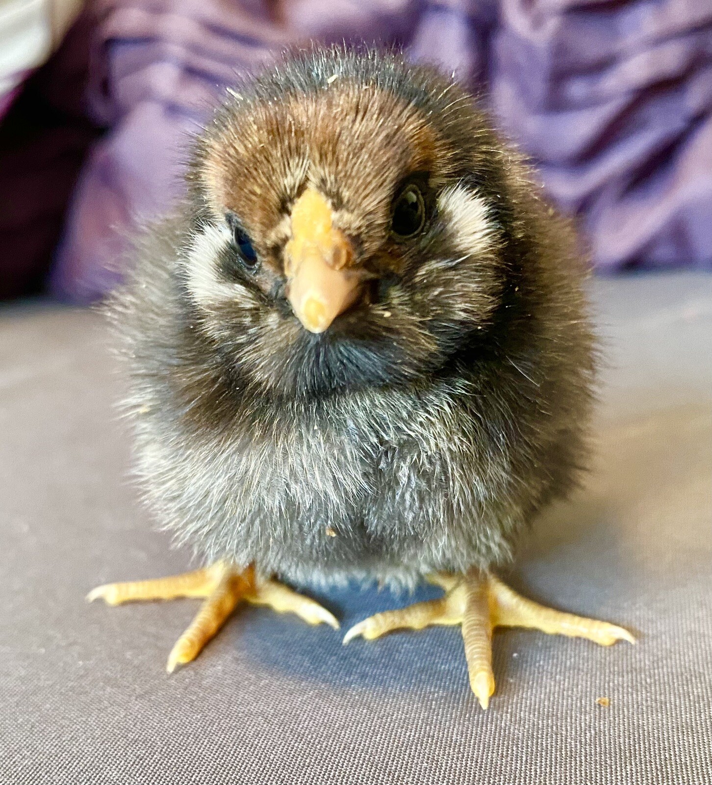 20+ Rare Breed Chicken Hatching Eggs Orpington, Wyandotte, Brahma, Faverolles