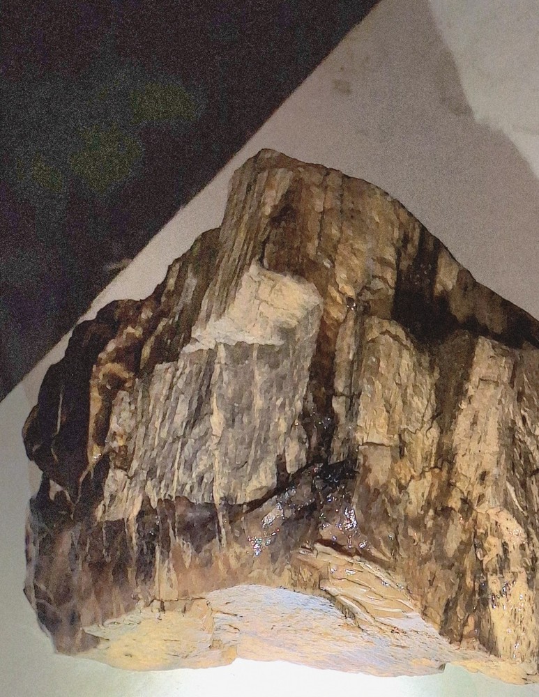 petrified wood log