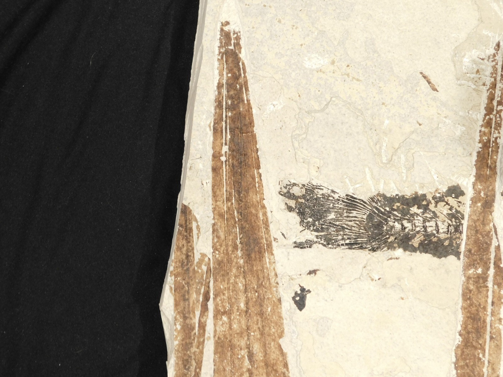 GIANT! PALM Frond Fossil With a BIG Rare Mioplosus FISH Fossil From Wyoming