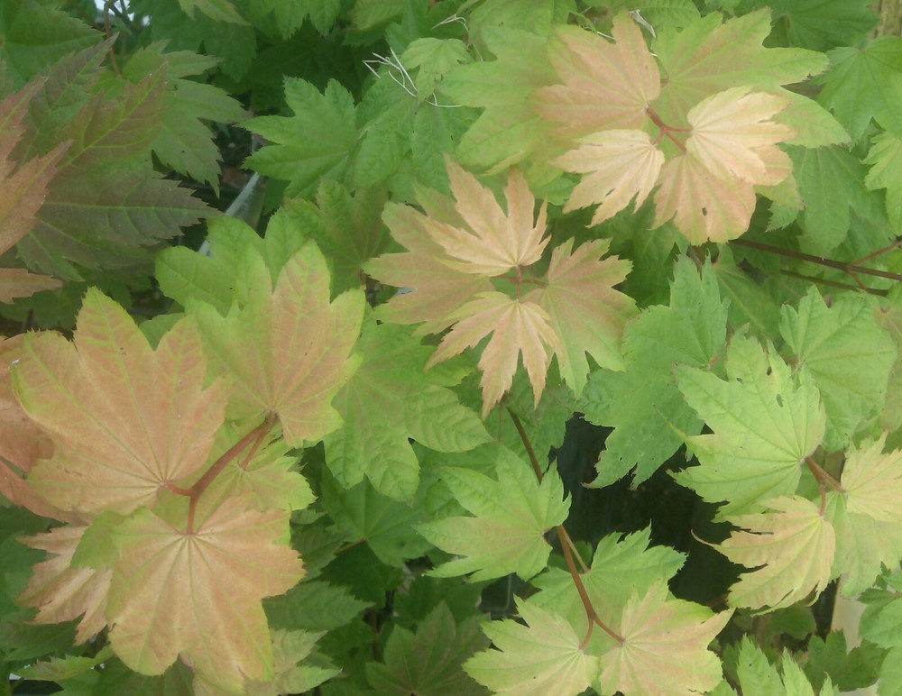 Japanese Maple SUNNY SISTER