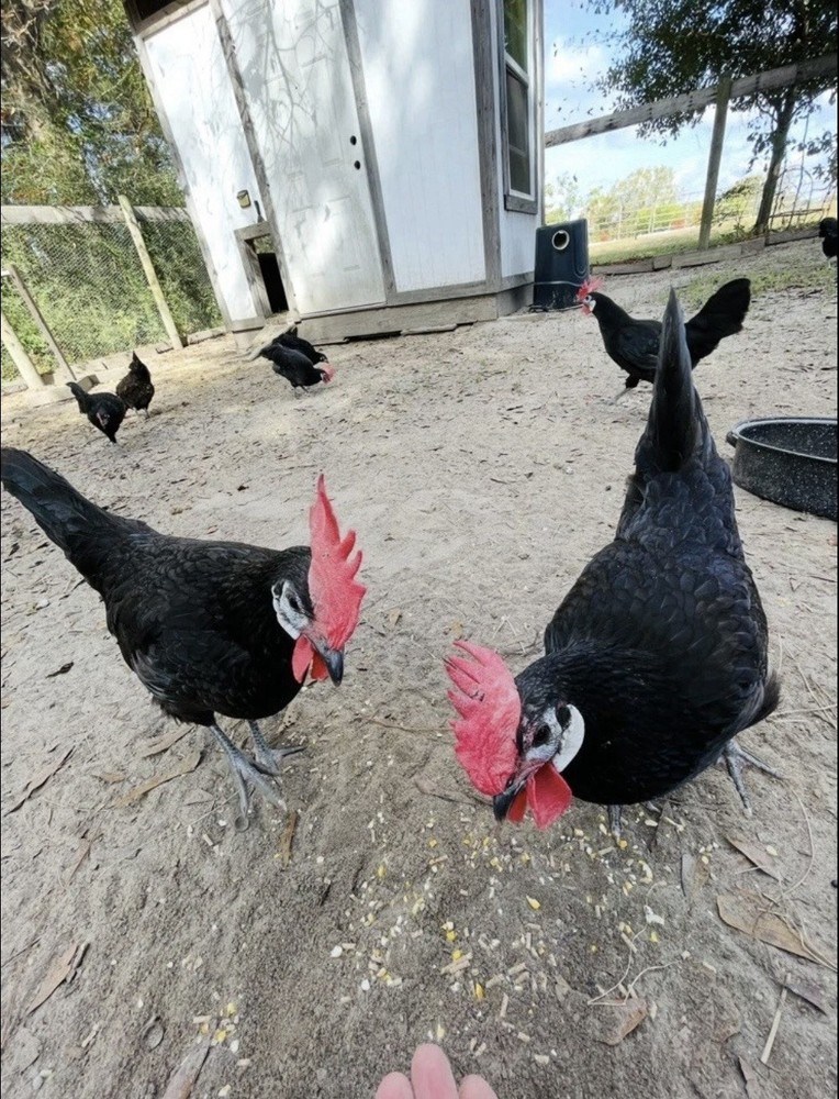 White Faced Black Spanish Hatching Eggs 6+ LF NPIP Certified