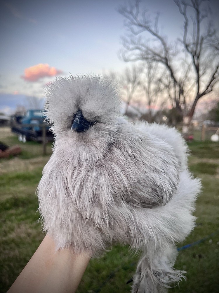 12 RARE Hens Choice Hatching Eggs NPIP