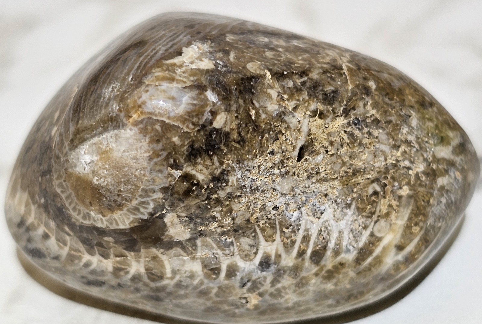 Michigan Horn Coral Agatized 1.5" 1.3 Oz. Fast Shipping Very Unique