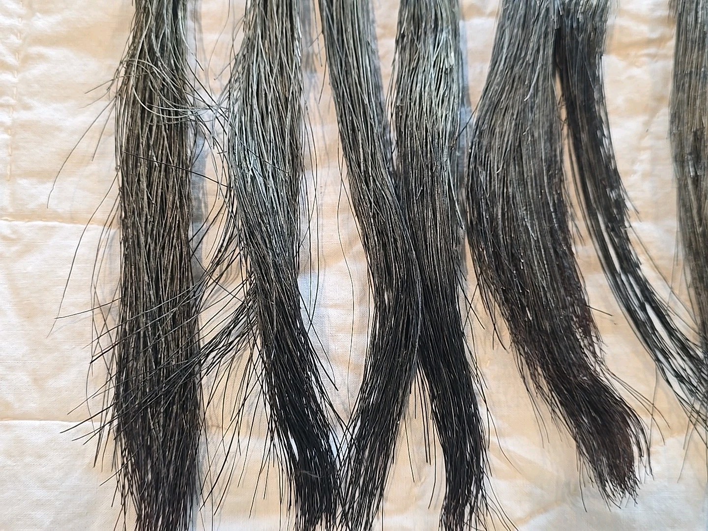 11 Fat Wild Turkey Beards Taxidermy Bird Crafts 6-9" #4