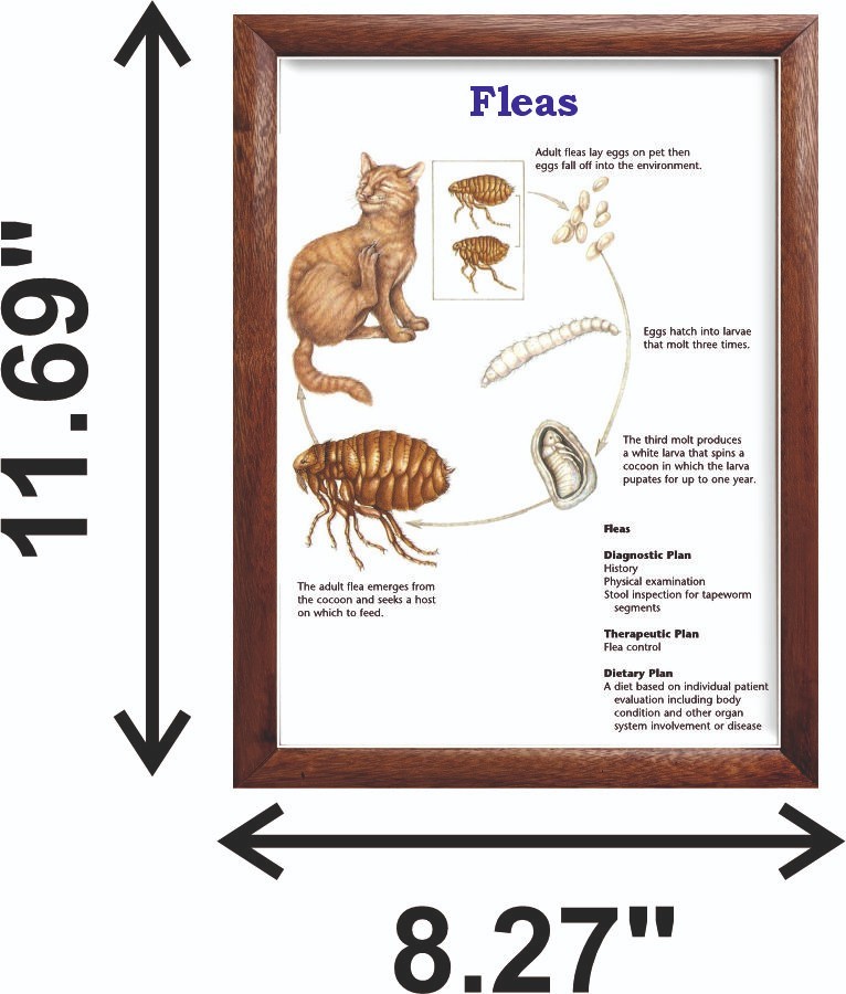 Fleas Chart 12x18 inches