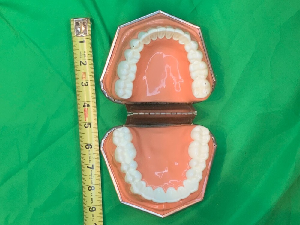 Dental model teeth