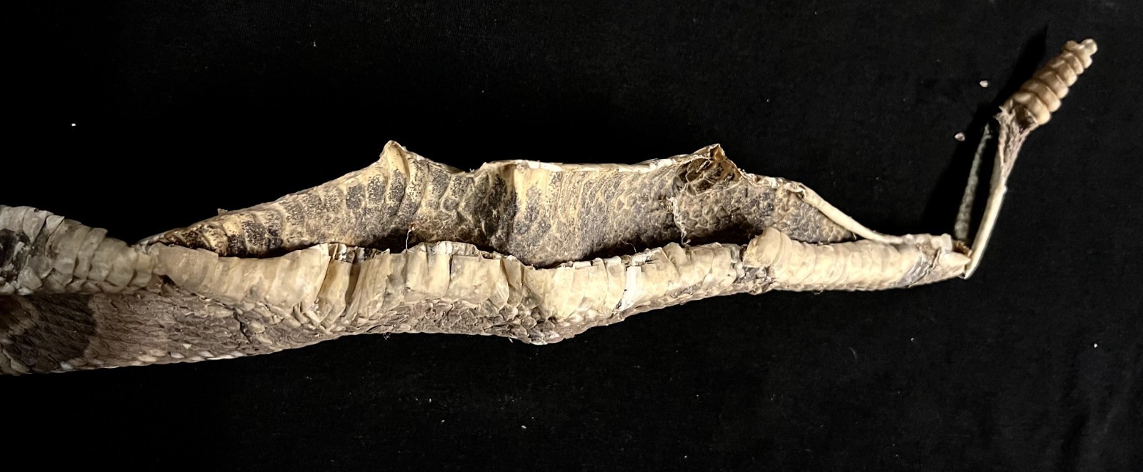 Rattle Snake Rattles & Dried Skin