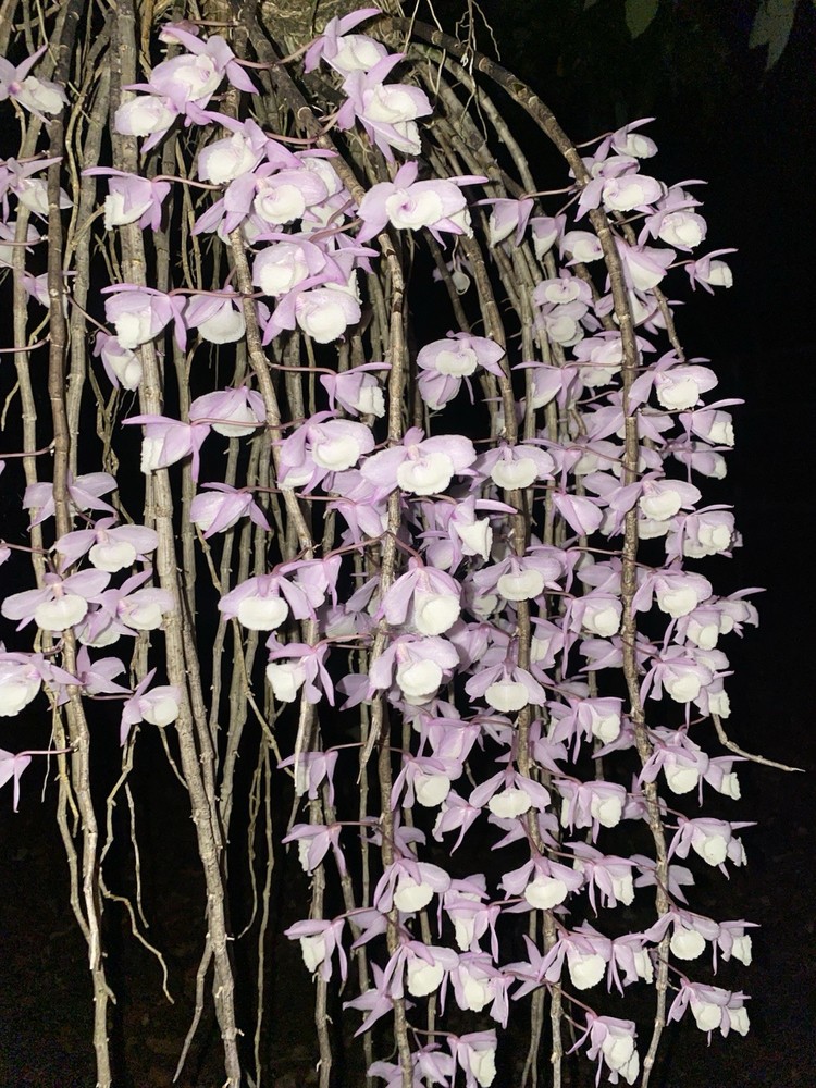Dendrobium Aphyllum. Orchid Plant
