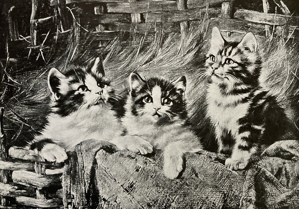 Wide Awake Antique Lithograph Print Kitten