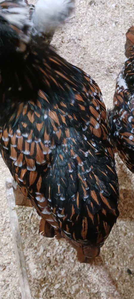 polish tolbunt hatching eggs