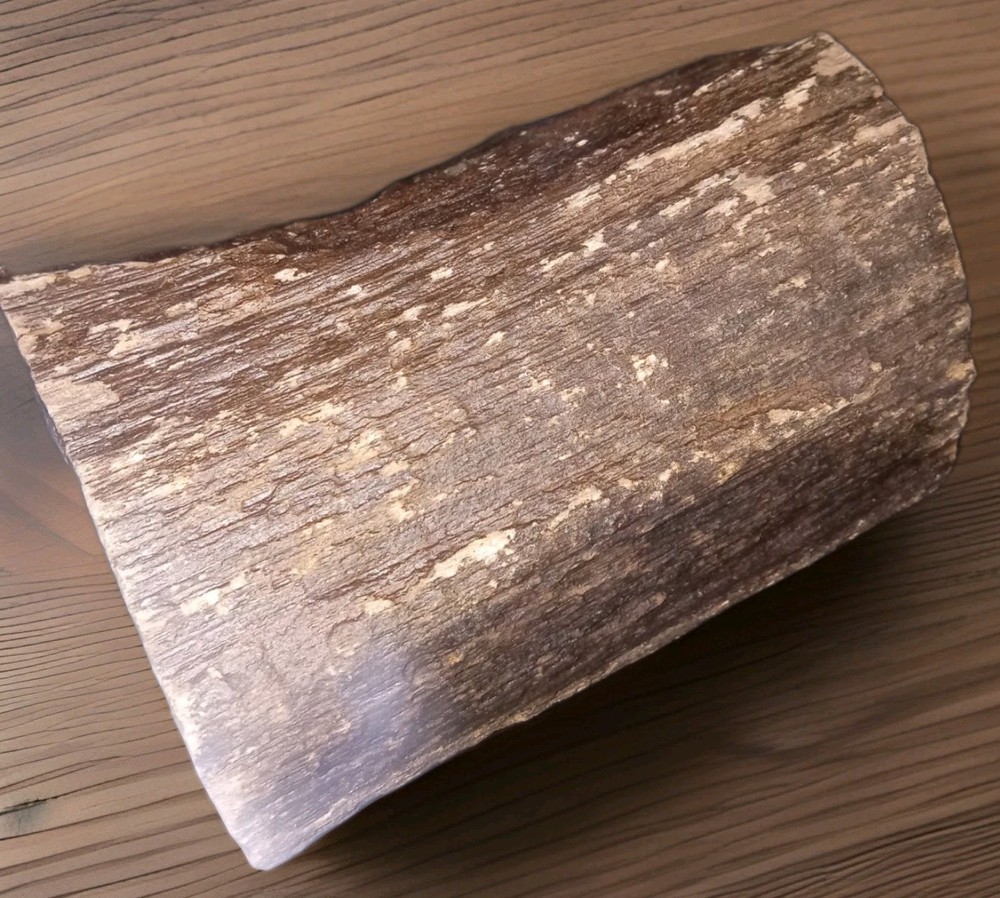 Petrified Wood Rough 1 lb