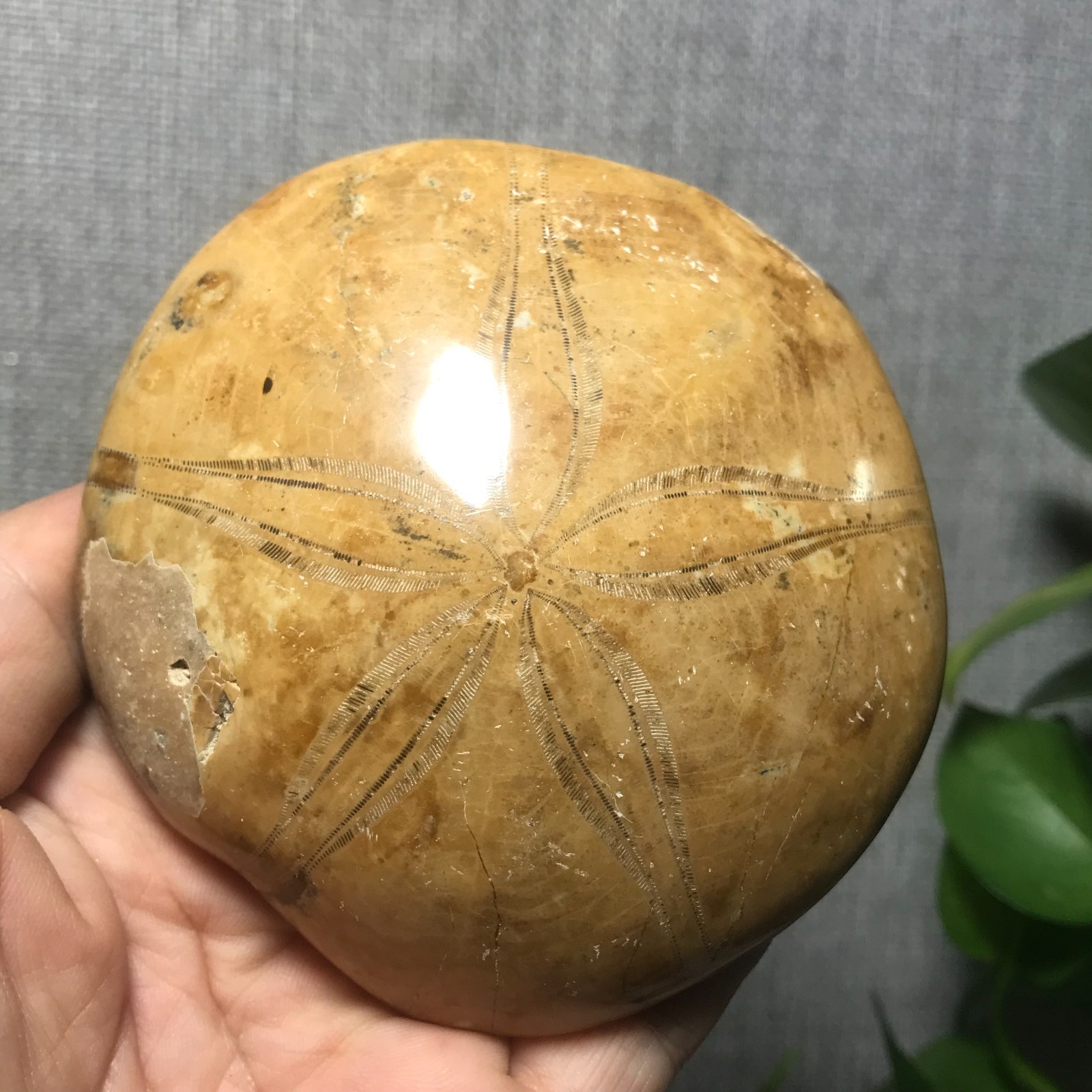 207g Starfish Crystal Specimen 16