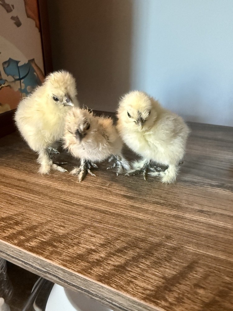 Silkie Chicken Hatching Eggs