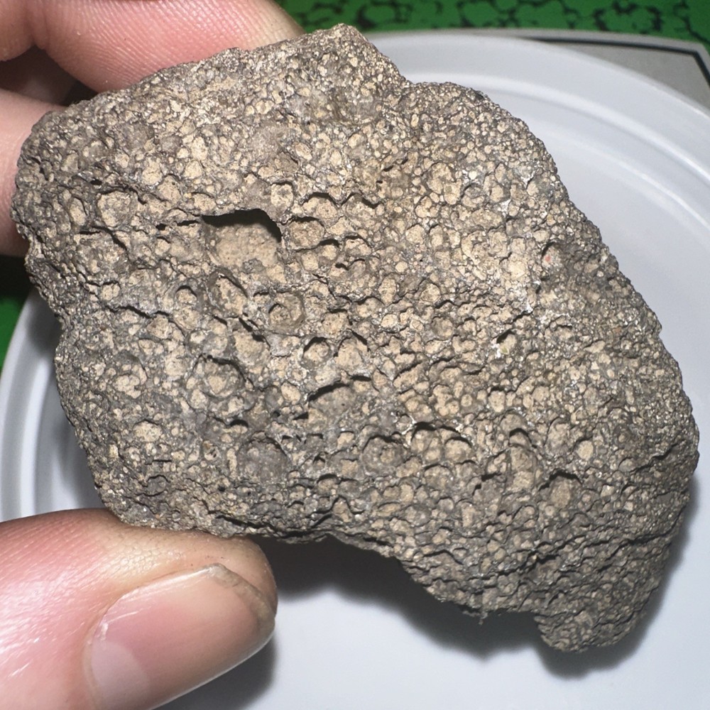Unknown Fossil
