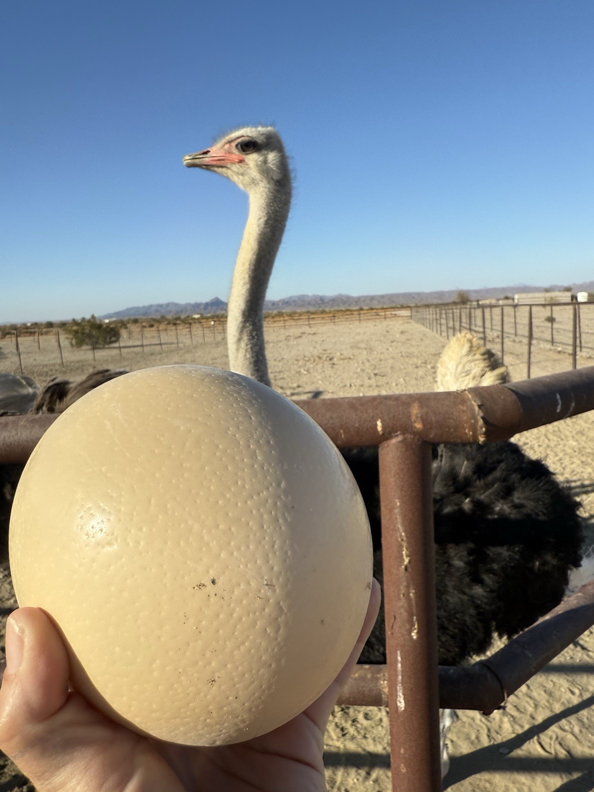 fertile ostrich eggs