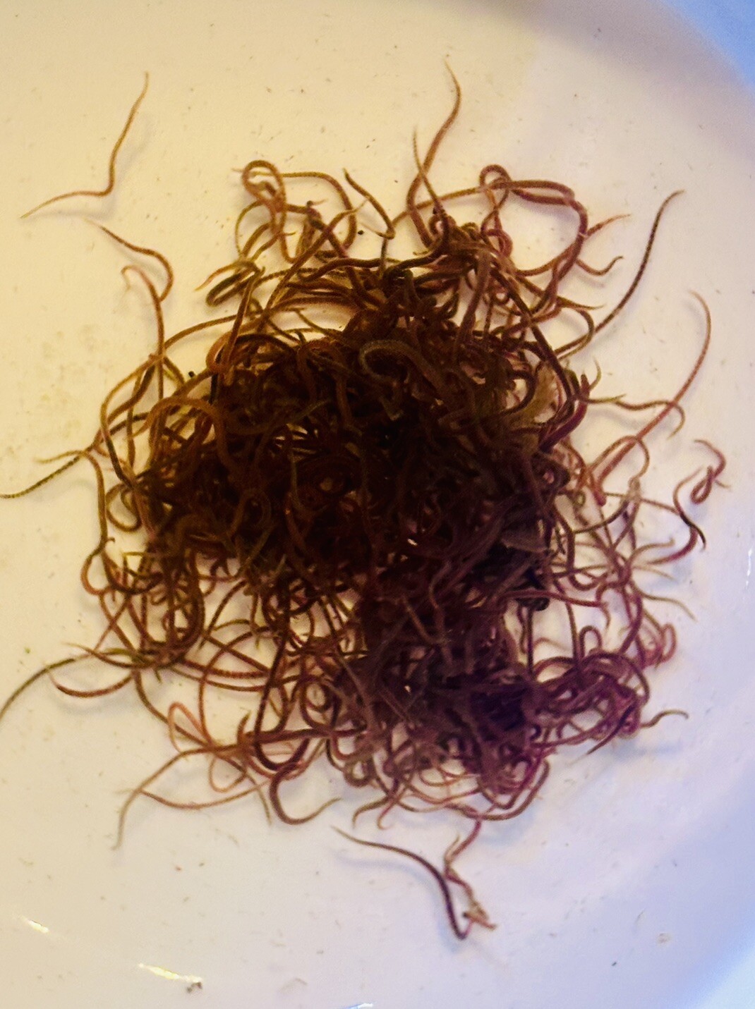 🪱💧 Live BLACKWORMS 25+ LIVE Food Blackworm - LIVE ARRIVAL GUARANTEE 💧🪱